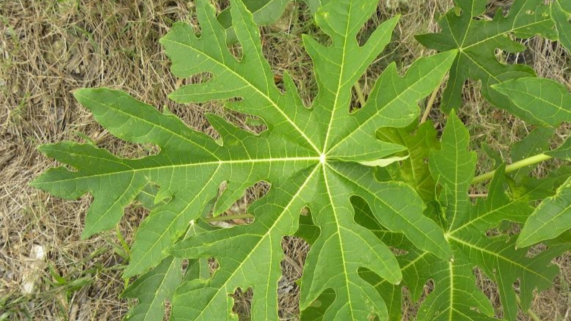 Résultats prometteurs des essais de multiplication de Carica papaya